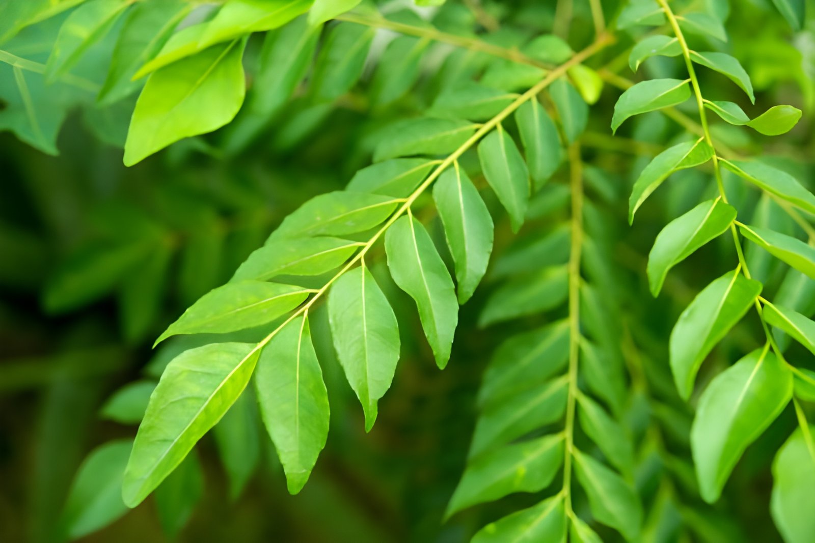 fresh curry leaves fresh curry leaves