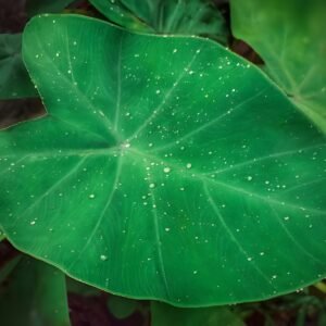 fresh colocasia leaves (taro leaves / arbi patta)