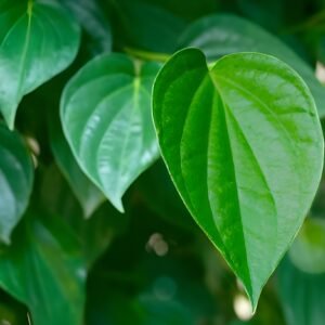 fresh betel leaves (paan)