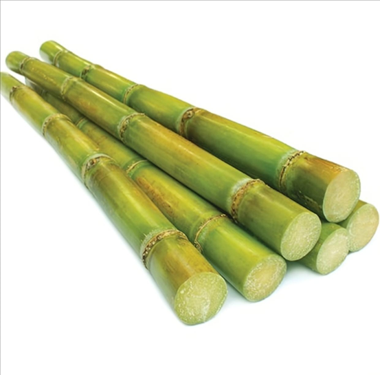 export grade fresh sugarcane export grade fresh sugarcane
