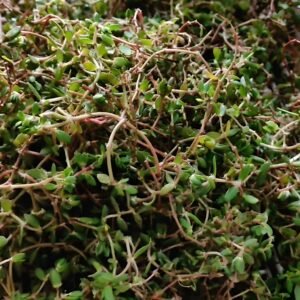 fresh purslane (chighal / ghol)